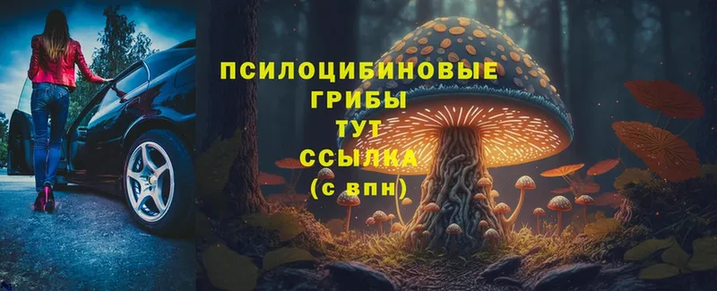 Псилоцибиновые грибы Psilocybe  Крым 